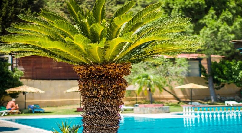 Achousa Hotel Faliraki Dış mekan fotoğraf