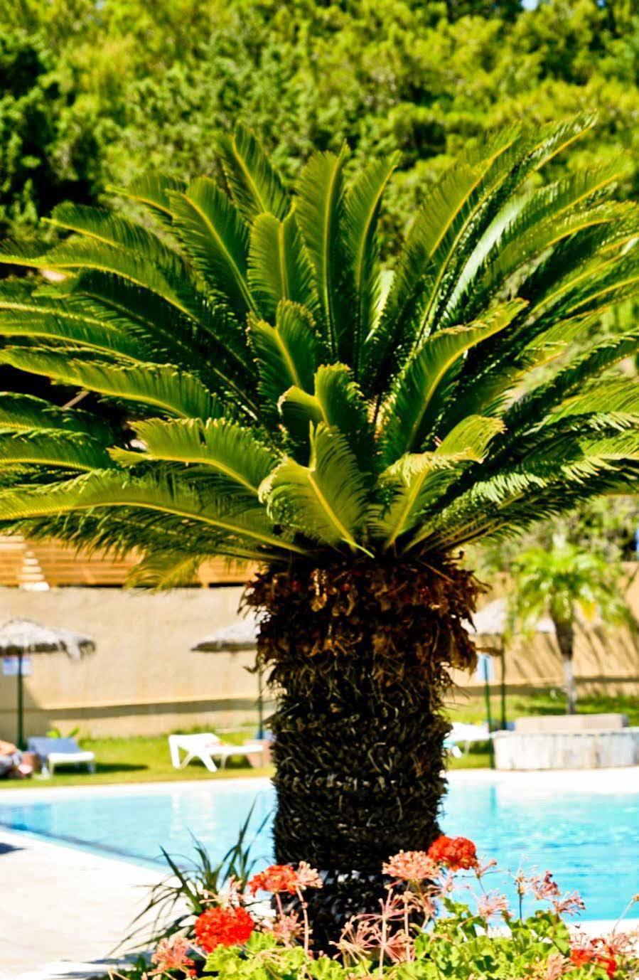 Achousa Hotel Faliraki Dış mekan fotoğraf